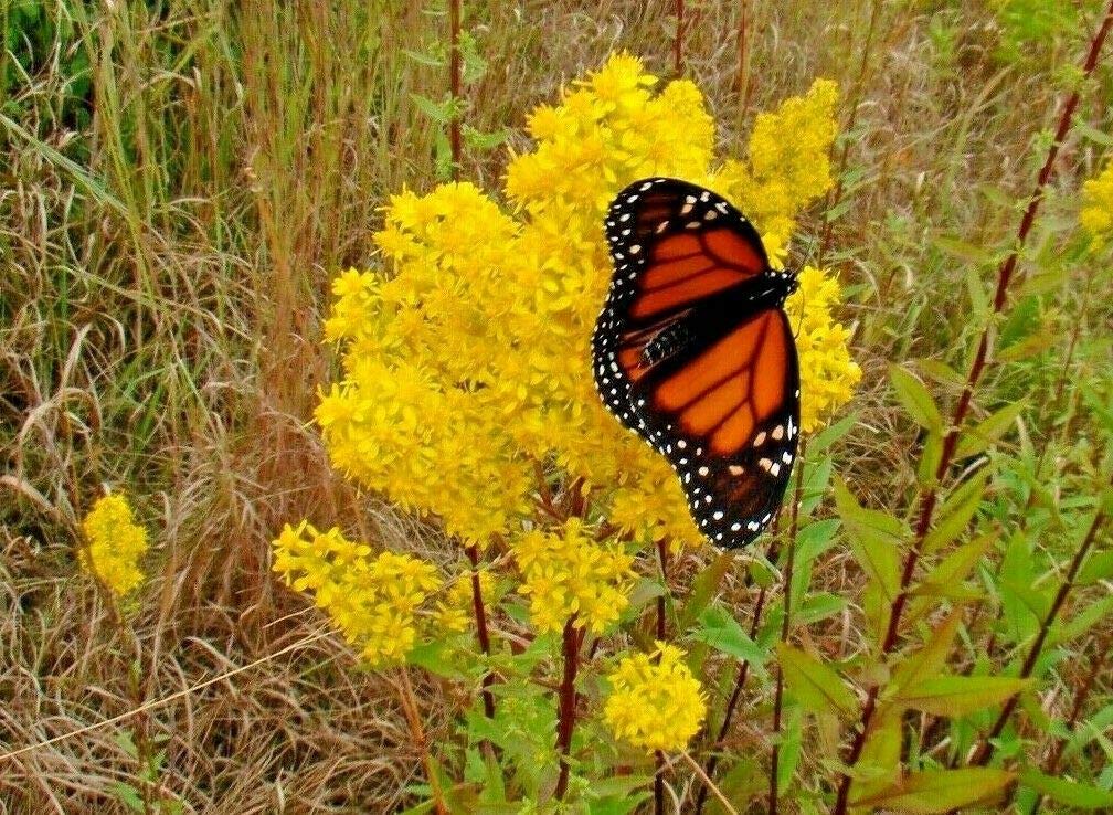Showy Goldenrod Seeds Perennial American Native Wildflower Butterflies Bees jocad (100+ Seeds)