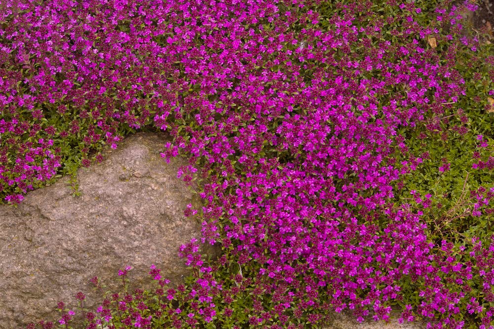 500 Creeping Thyme Seeds - Magic Carpet - Thymus Serpyllum - Perennial Ground Cover