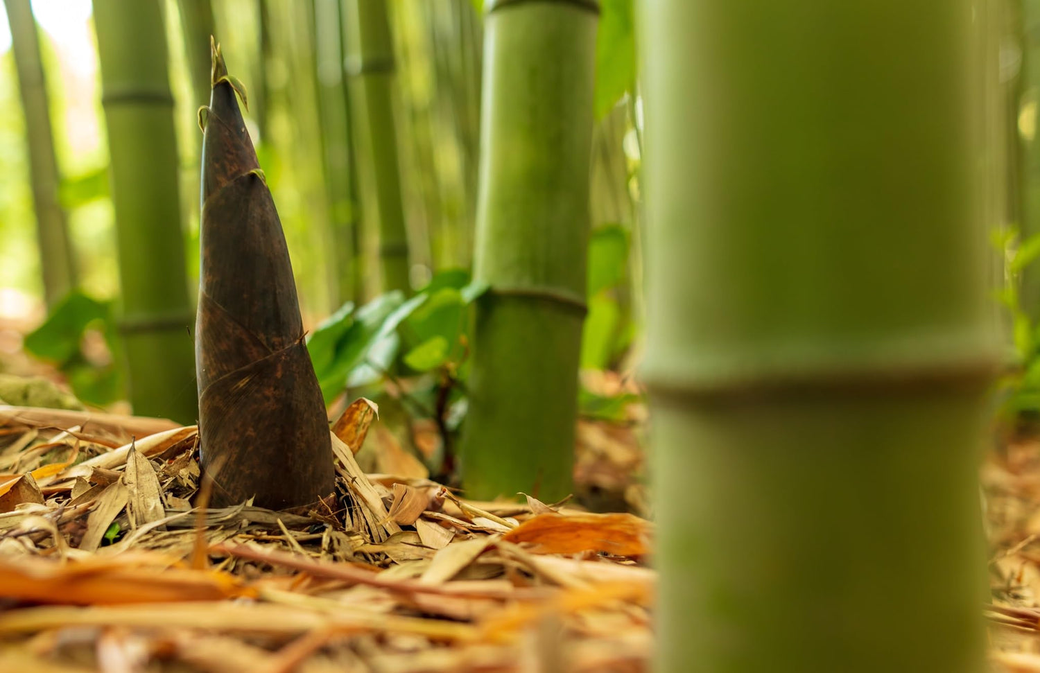1,000+ Fresh Giant Bamboo Seeds for Planting - Quick Growth and Winter Hardy Privacy Screen, Good for Environment