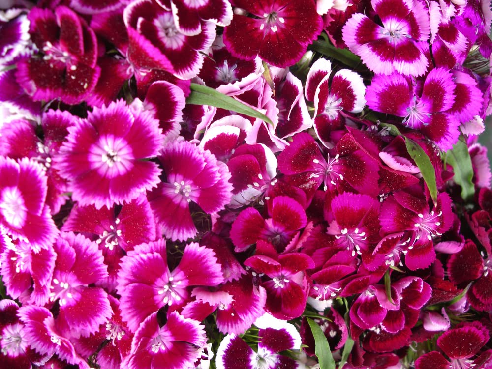 1,000+ Sweet William Flower Seeds, Single Mix | Brilliant Old Fashioned Flowers | Made in USA, Ships from Iowa.