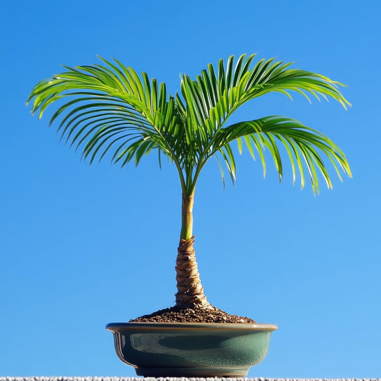 Parlor Palm Bonsai Tree Seeds to Grow - 5 Seeds