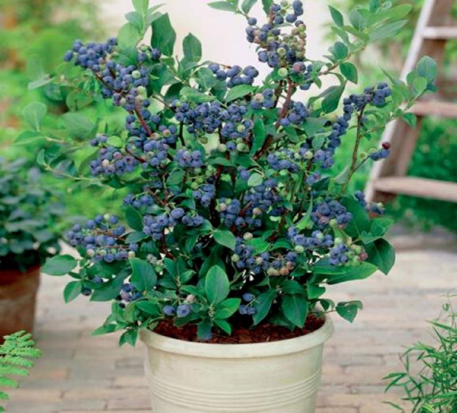 zellajake 50+Blueberries Seeds Heirloom Plants Berry Seeds Home Garden Bonsai