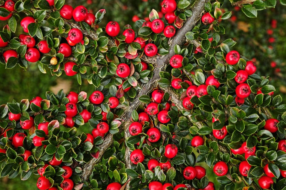 30 Wall Cotoneaster Seeds for Planting - Fruit Bearing Ornamental Vine - Cotoneaster horizontalis