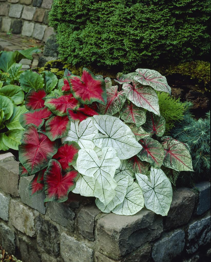 10 Mixed Color Caladium Bulbs for Planting - Perennial Hosta, Elephant Ears, Fancy (10 Bulbs)