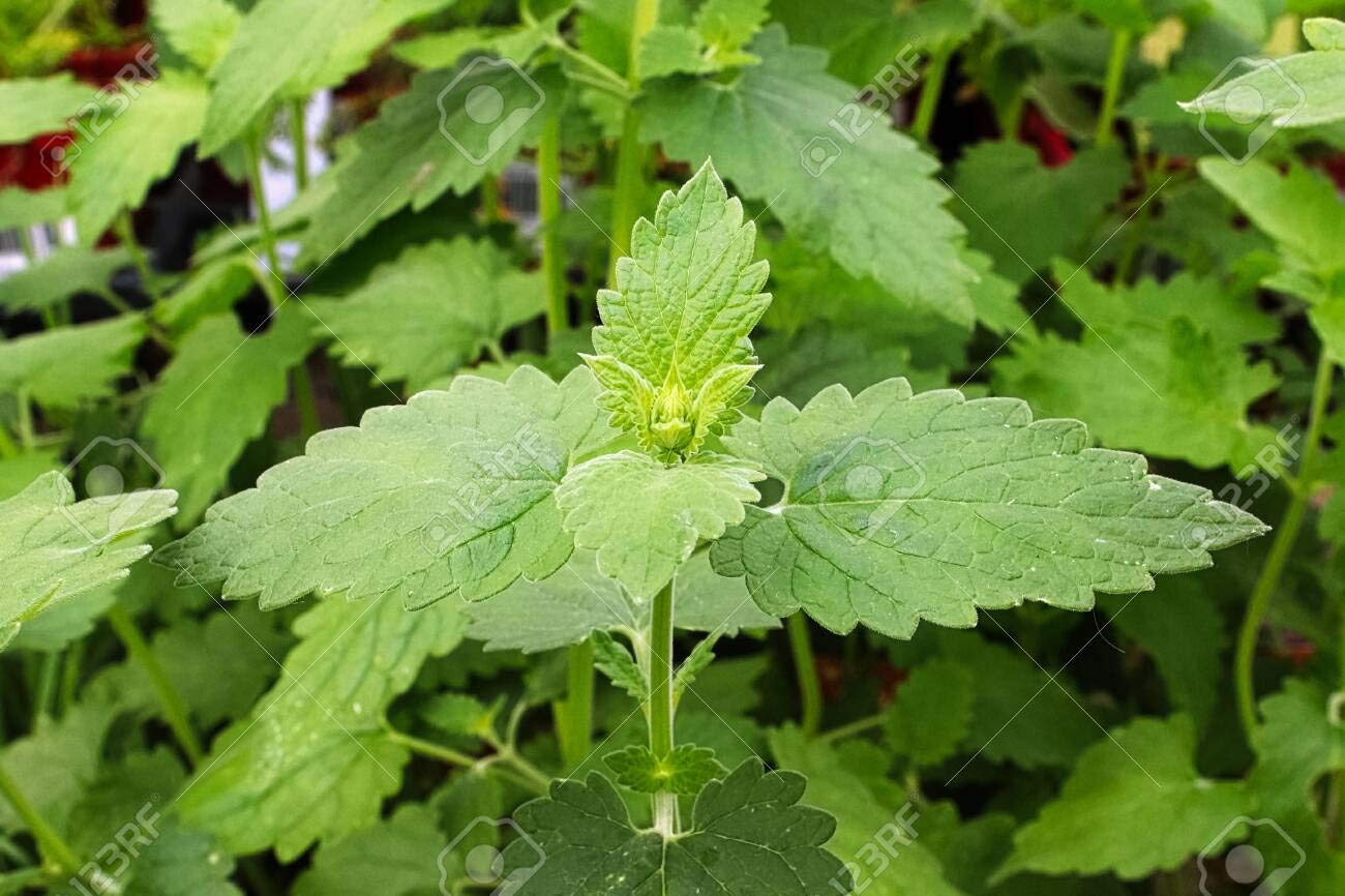 Catnip Seeds to Grow | 150+ Seeds | Cats go Wild for This Easy to Grow Herb | Grow Indoor or Outdoor Cat Nip