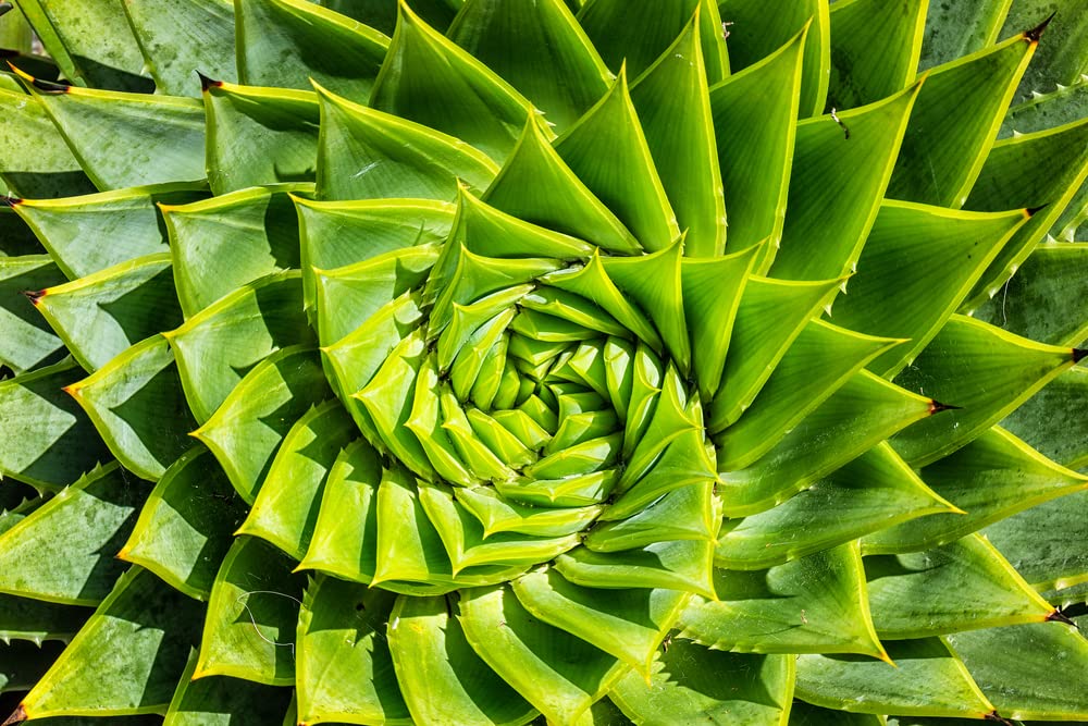 Spiral Aloe Seeds for Planting - 25 Seeds - Ships from Iowa, USA - Grow Exotic Cacti Succulents