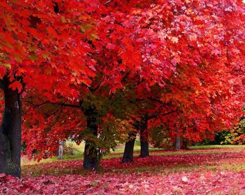 Red Maple Tree Seedlings for Planting | Live Tree Seedlings