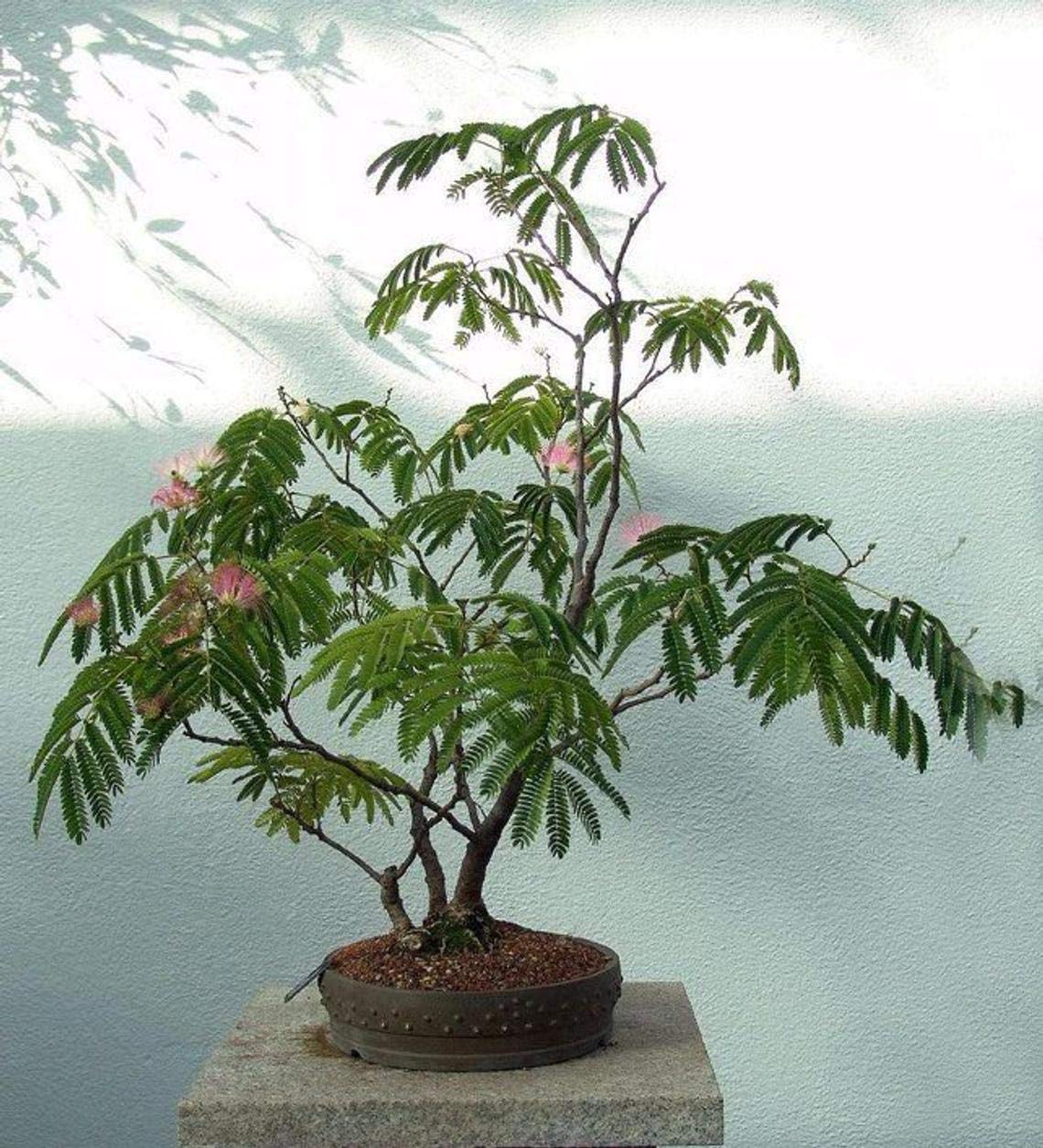 20 Mimosa Flower Seeds - Made in USA, Ships from Iowa. Pollinator Friendly Plant, Kids Love Them