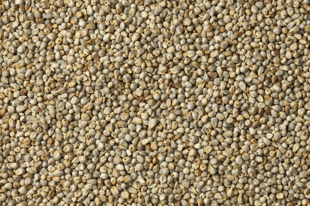 Pearl Millet Grass Seeds for Planting - Pennisetum glaucum - Ornamental Grass Seeds