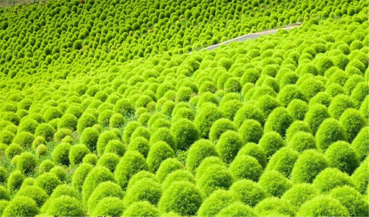 200 Green Kochia Scoparia/Burning Bush/Mexican Fireweed Shrub Seeds