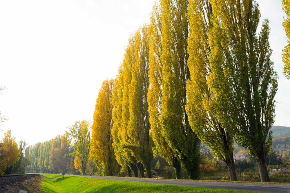 10 Lombardy Poplar Trees for Planting - Great for Privacy, Wind Block, Fast Growing Trees (10 Trees)