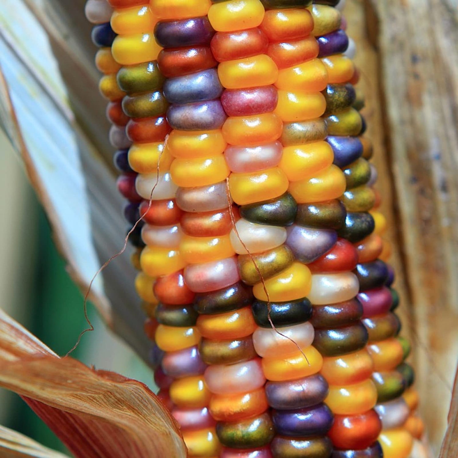 250+Glass Gem Corn Seeds for Planting Vegetables and Fruits,Heirloom Seeds Non GMO Organic Garden Seedss Non GMO Organic Garden Seeds