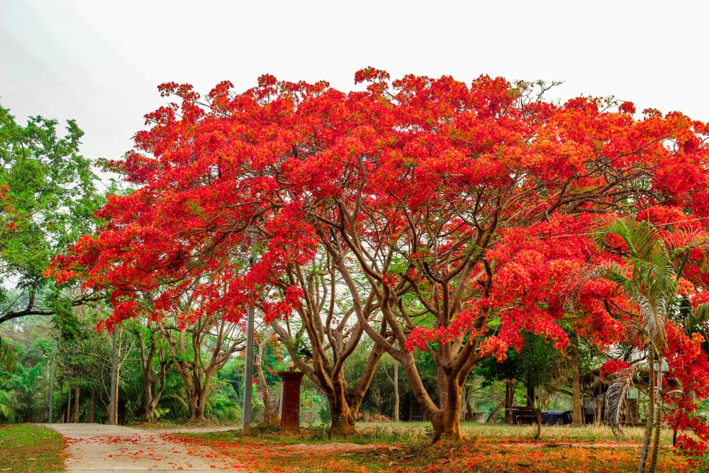 20 Seeds Delonix regia - Royal Poinciana Flamboyant Flame Tree