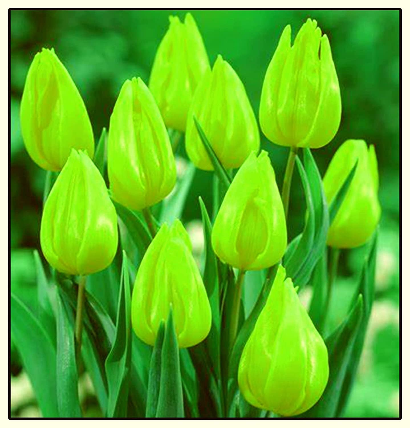 10 "Green Power" Tulip Bulbs - Rare All Green Tulips - Only from CZ Grain in Iowa, USA