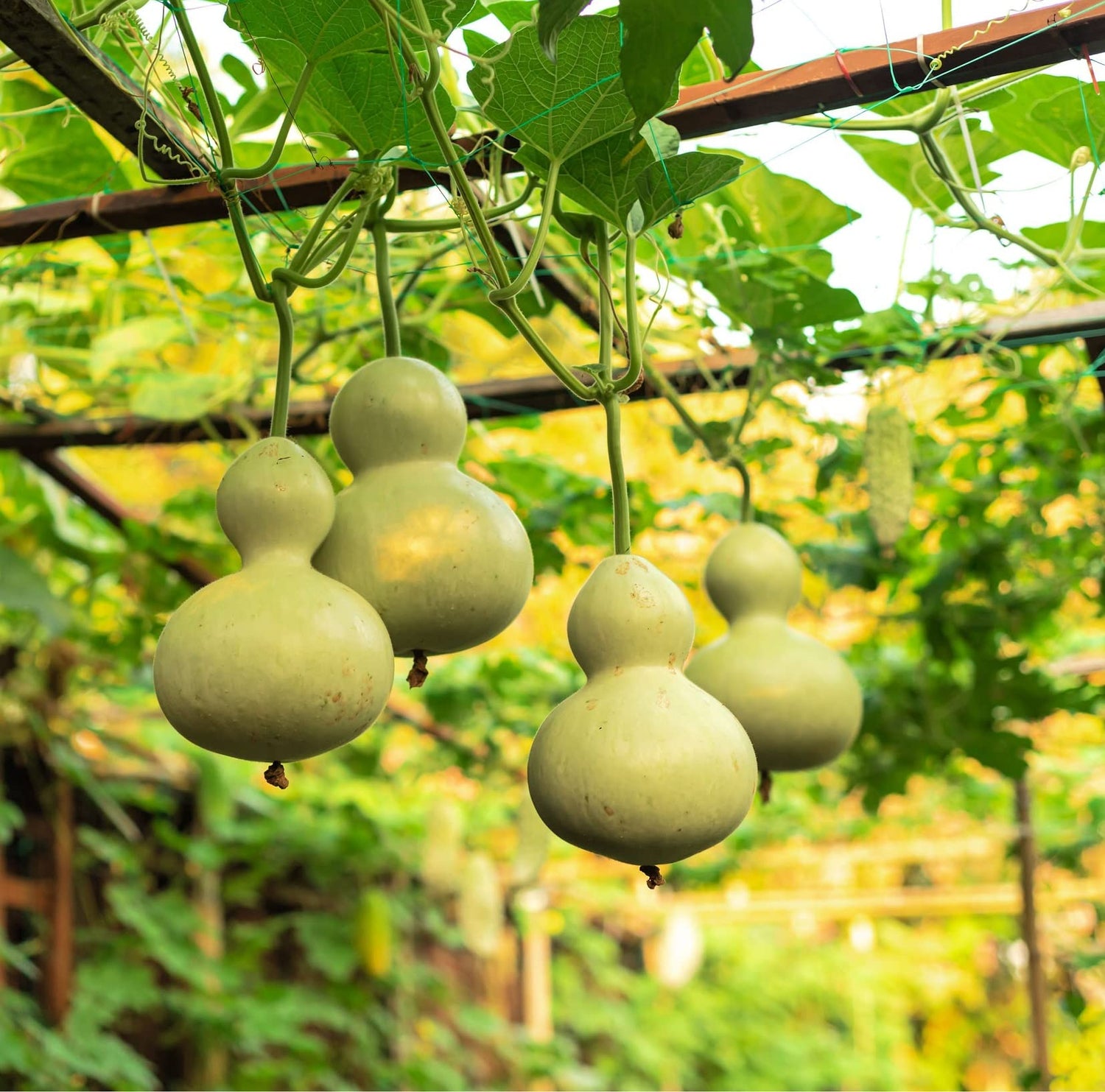 Birdhouse Gourd Seeds (10 Seeds) - Bottle Gourd - Easy to Grow
