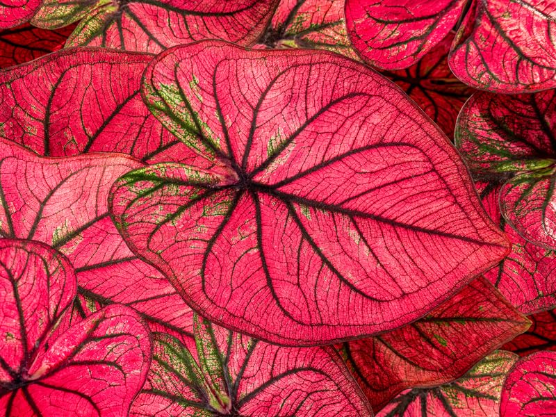 6 Crimson Skye Caladium Bulbs for Planting - Perennial Hosta, Elephant Ears, Fancy (6 Bulbs)