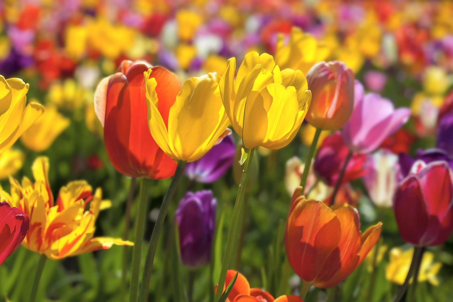 50 Mixed Color Tulip Bulbs for Planting - Easy to Grow - Made in USA, Ships from Iowa