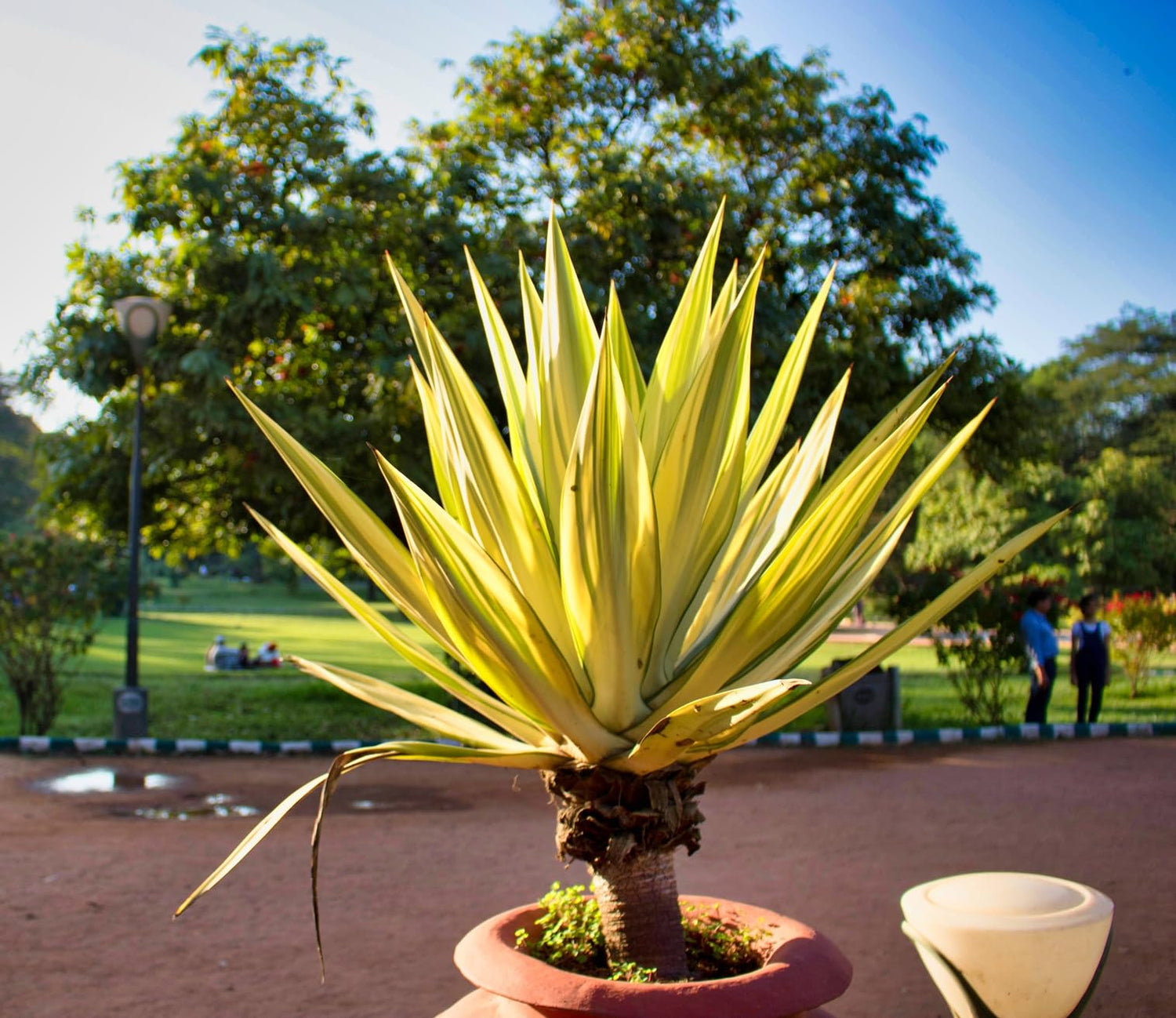 5 Lil Palm Bonsai Tree Seeds, Does Well Indoors