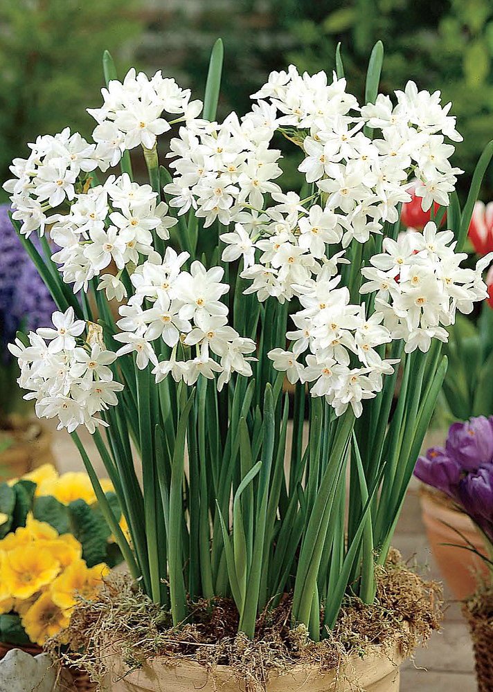 Ziva Paperwhite Narcissus - 5 Bulbs - 15/16 cm Bulbs - Indoor/Very Fragrant