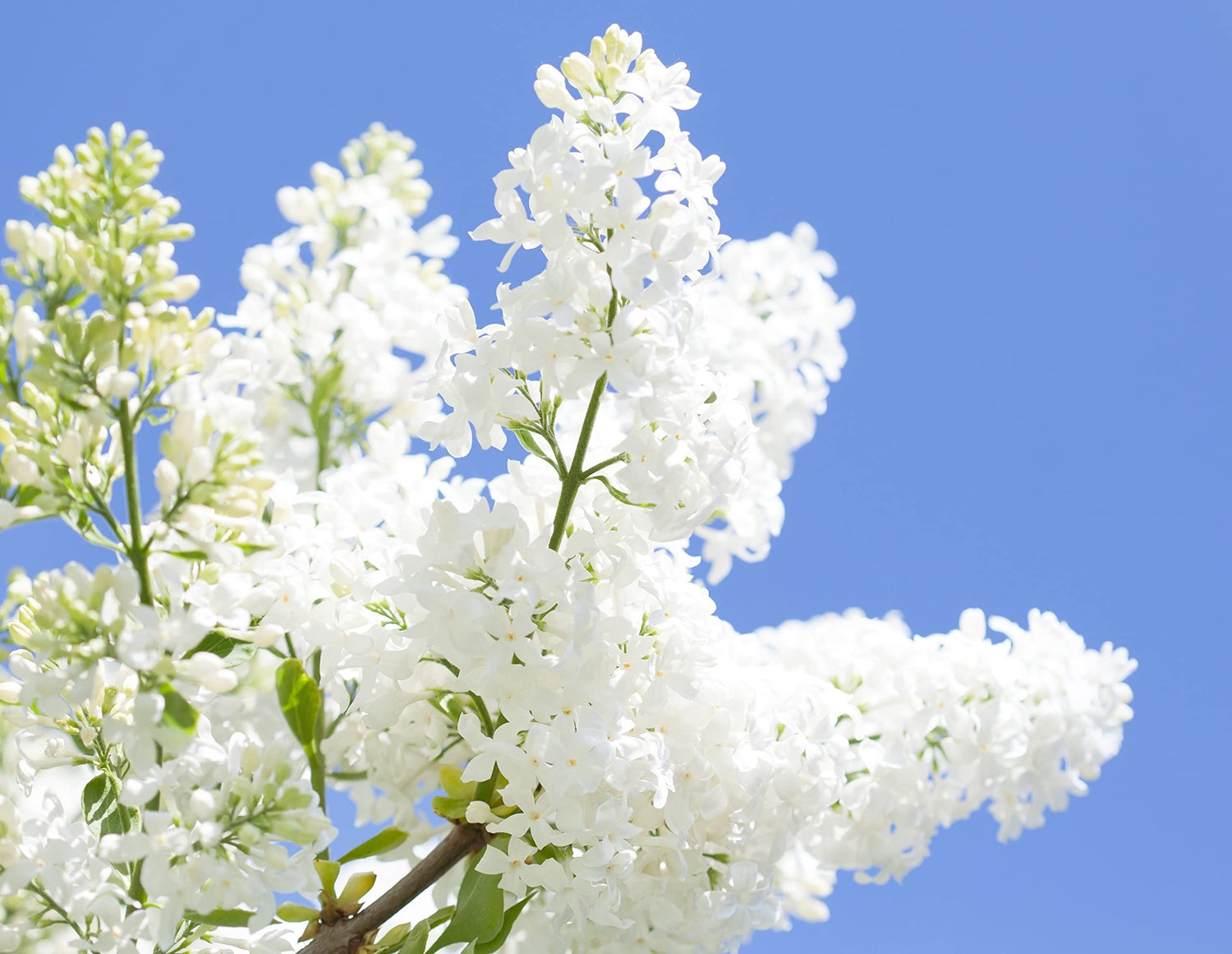 White Lilac Seeds for Planting | 100+ Seeds | Highly Prized for Bonsai, Fragrant White Flowers