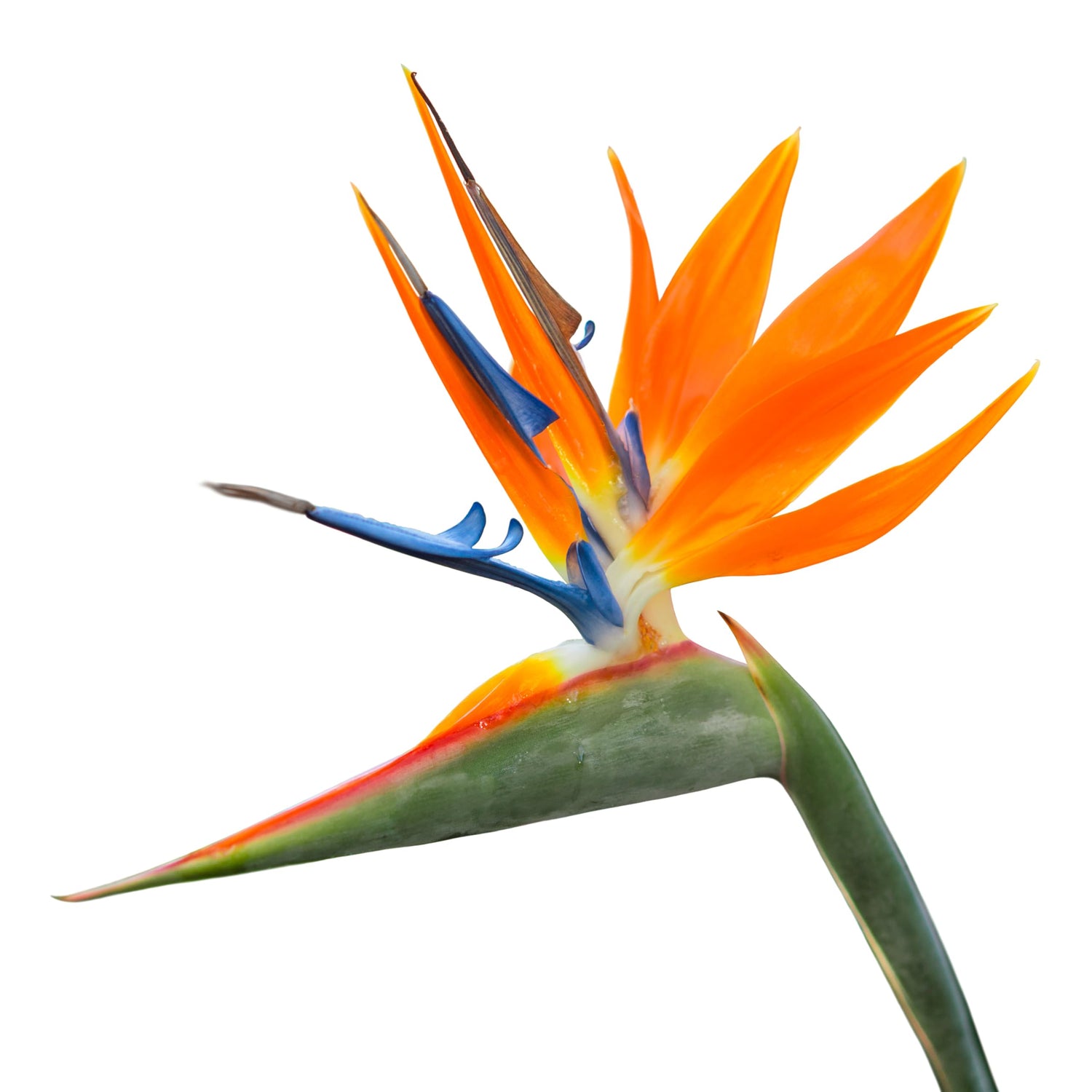 5 Orange Bird of Paradise Seeds to Grow
