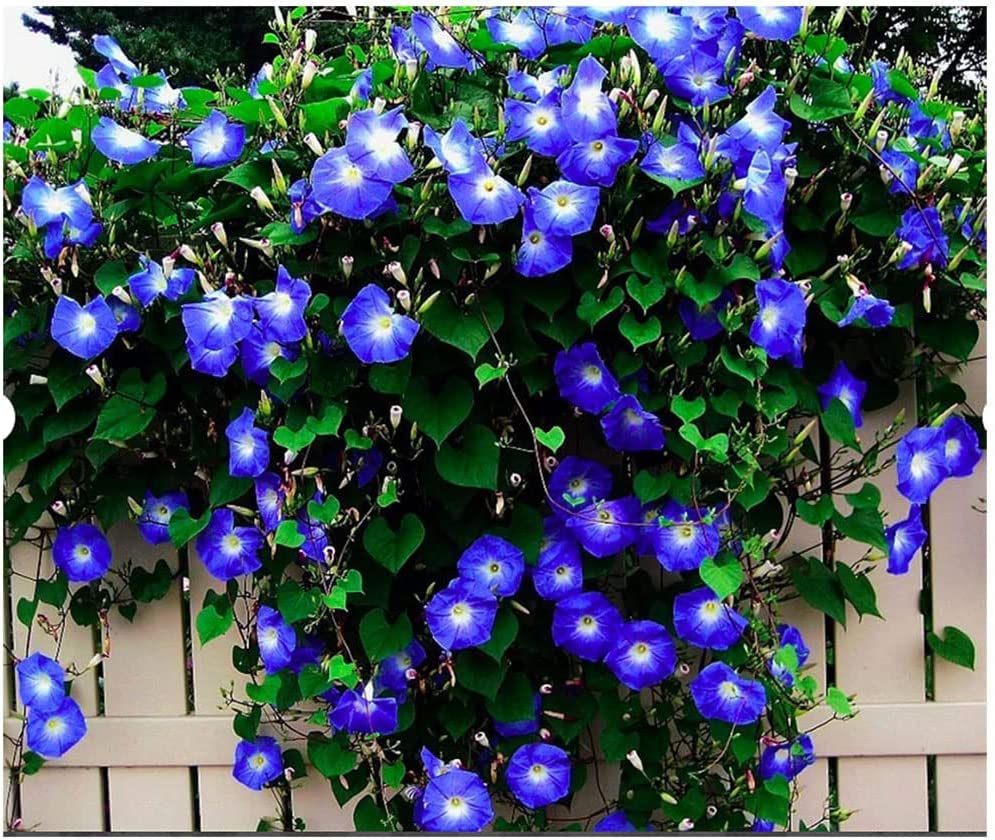 250 Heavenly Blue Morning Blooming Vine Seeds - Wonderful Climbing Heirloom Vine - Morning Glory Non GMO