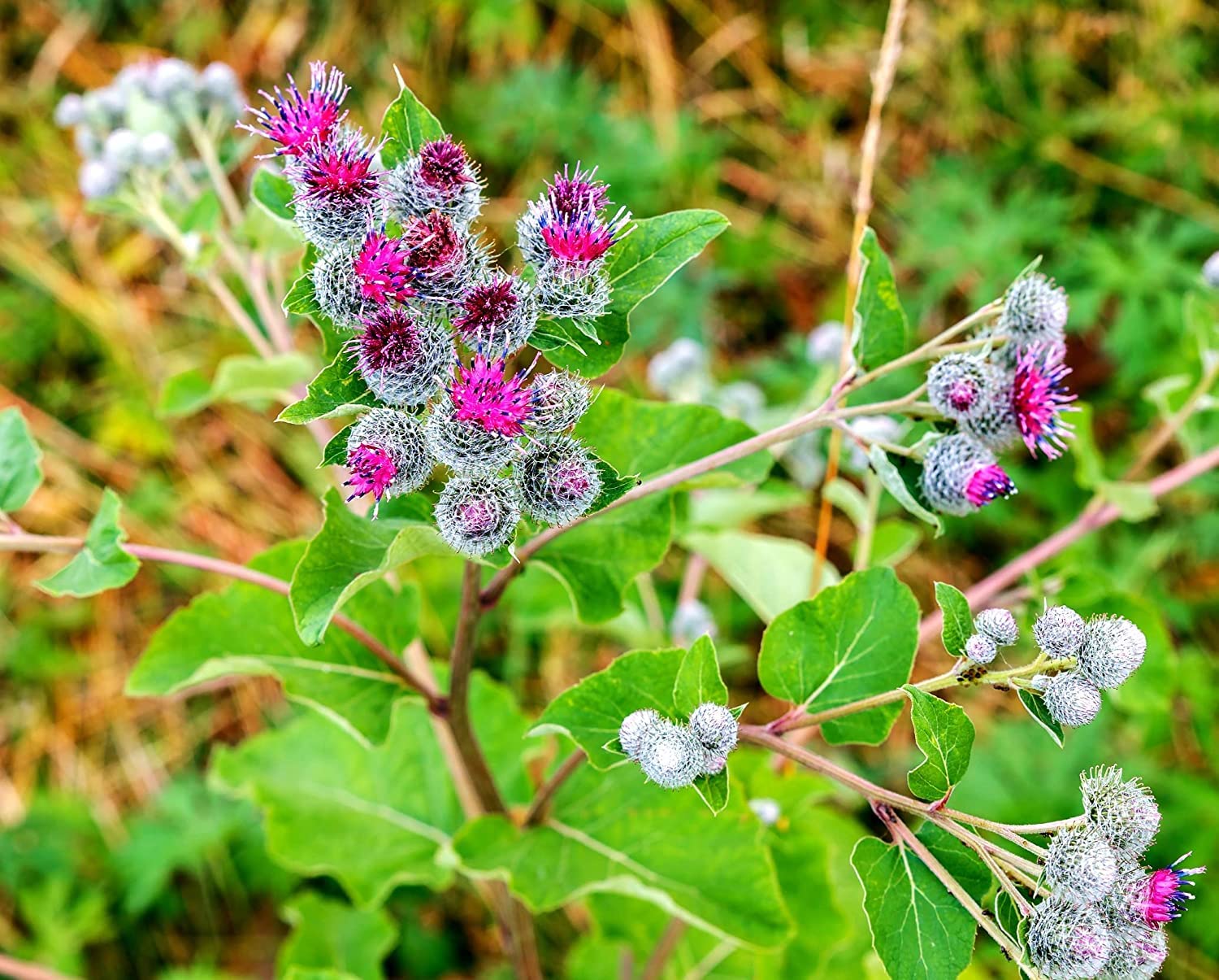 100+ Greater Burdock Root Seeds to Plant - Arctium lappa