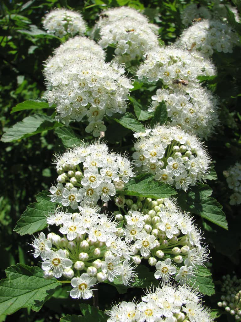 Prairie Ninebark Seeds for Planting (50 Seeds) - Physocarpus opulifolius