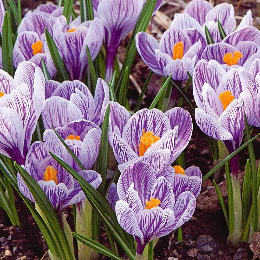 Crocus vernus Flowering 'Pickwick' (Dutch Crocus) Size 9/10 cm, Bulbs for Planting, Open Pollinated, Heirloom, Non-GMO, Bulbous Perennial, Cup-Like Silver-Lilac Flowers (5 Bulbs)