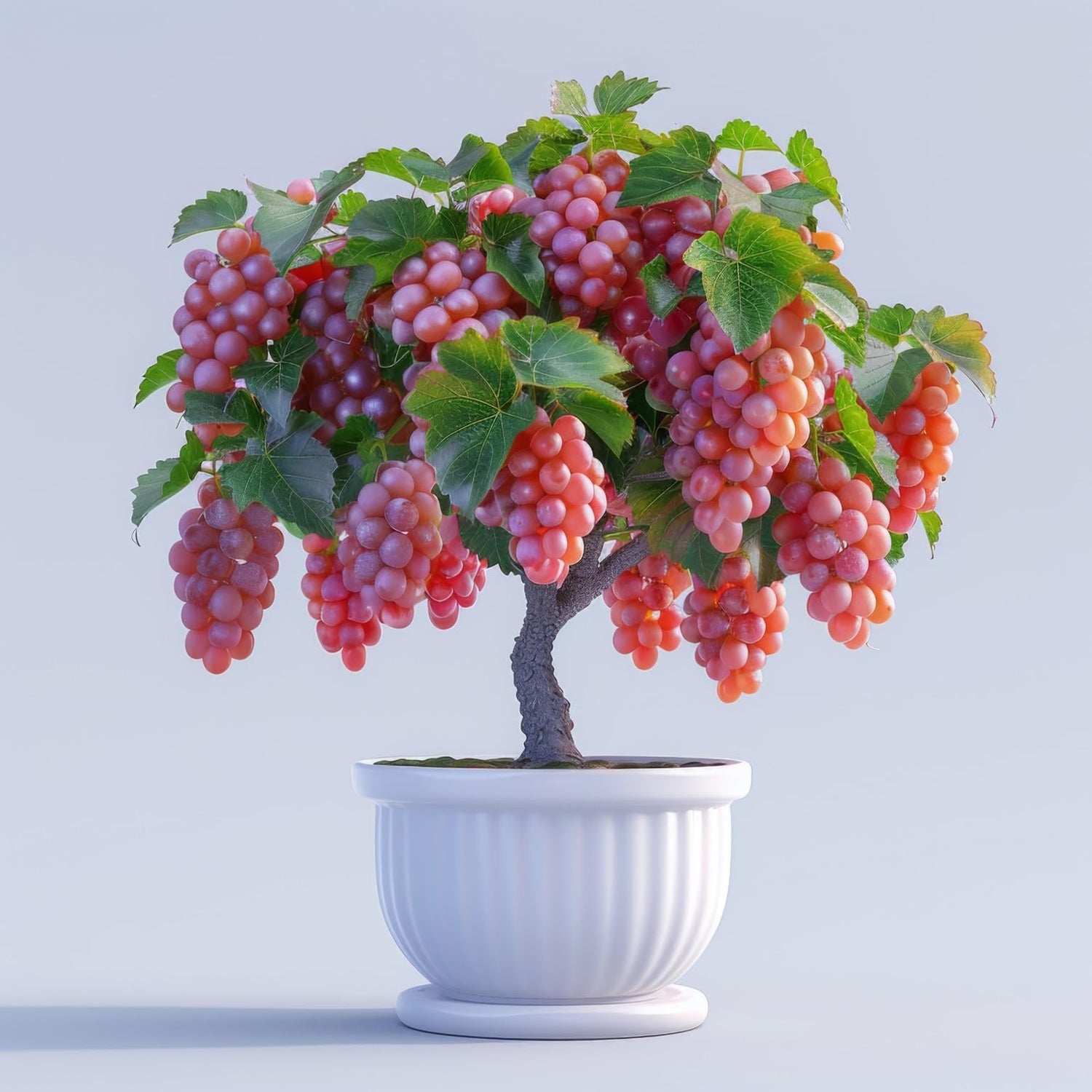 Red Grape Bonsai Plants for Growing - 1 Year Seedling, Catawba Grapes - Ready to Plant (1 Seedling)