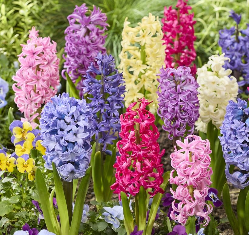 Mixed Color Hyacinth Bulbs - Fragrant Hyacinths