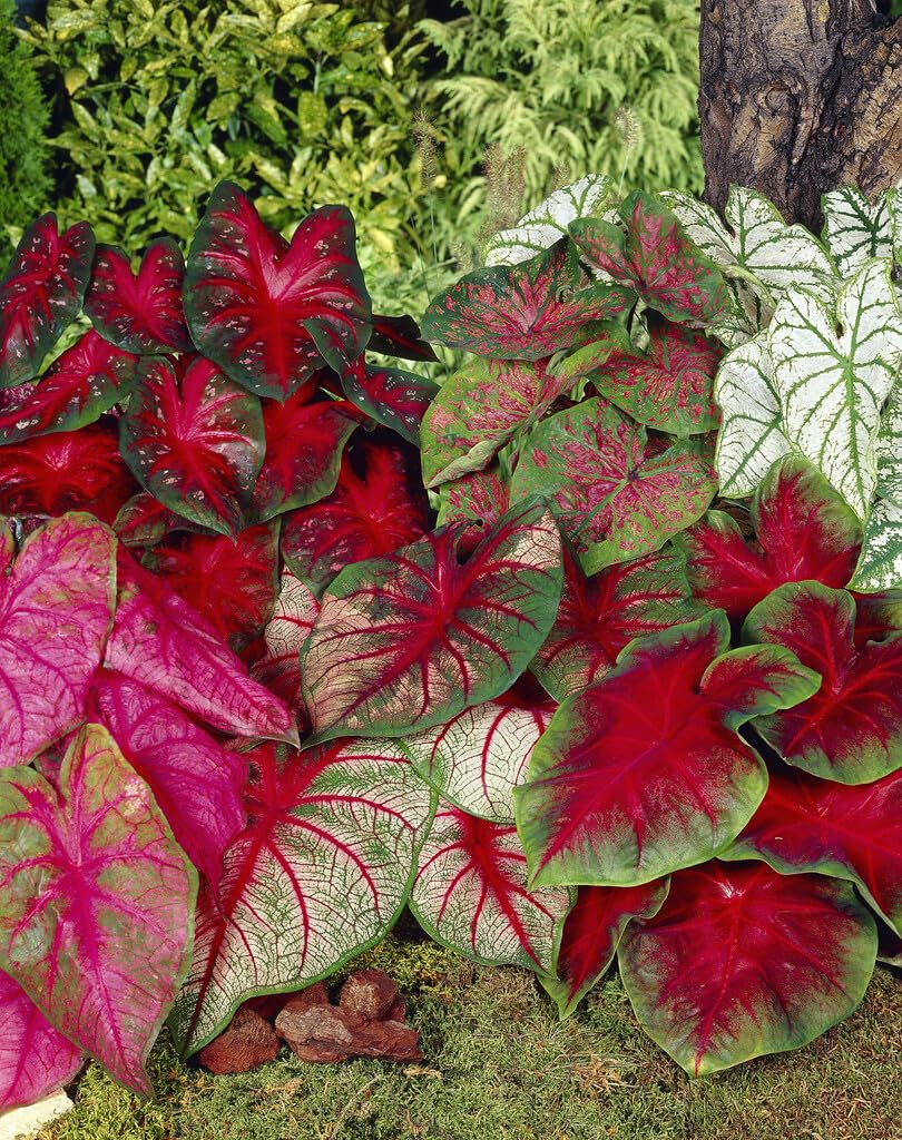 Mixed Caladium Bulbs for Planting - Perennial Hosta, Elephant Ears, Fancy