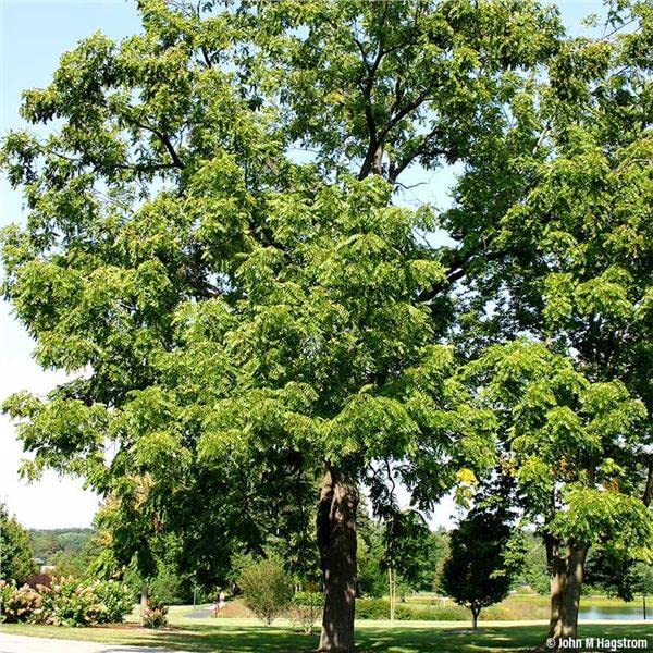 Black Walnut Tree Live Plant | Live Tree Seedlings - No Ship to California