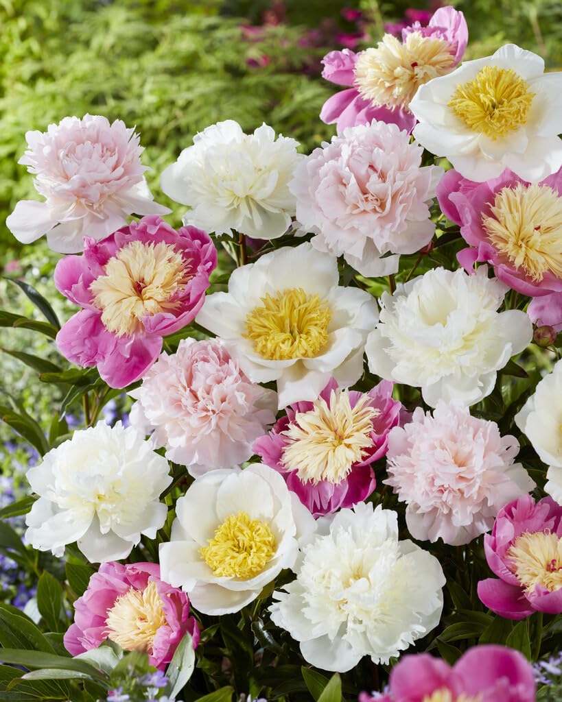 Mixed Color Peony Bulbs for Planting - Grow Beautiful Perennial Peony Flowers