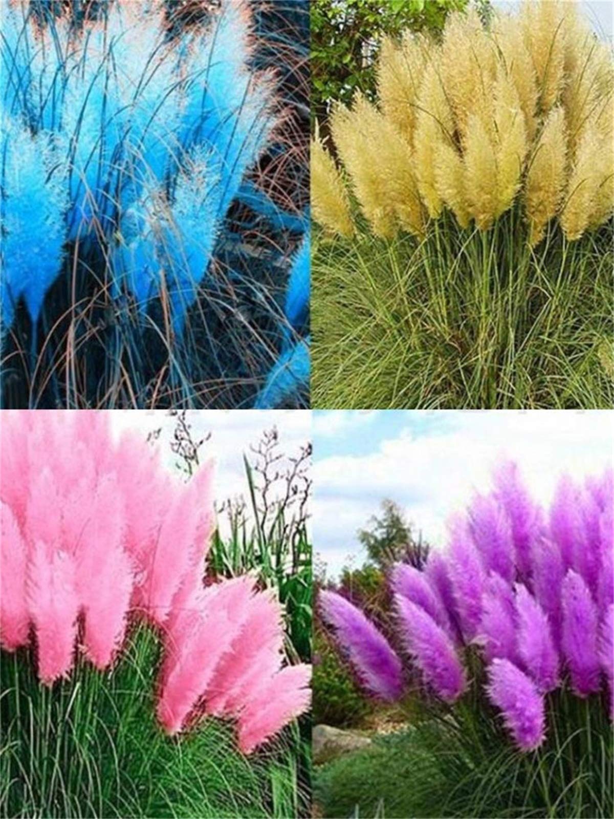 100+ Pcs Pampas Mix Color Grass Seeds Cortaderia selloana Seeds Rare Plants Decor Garden