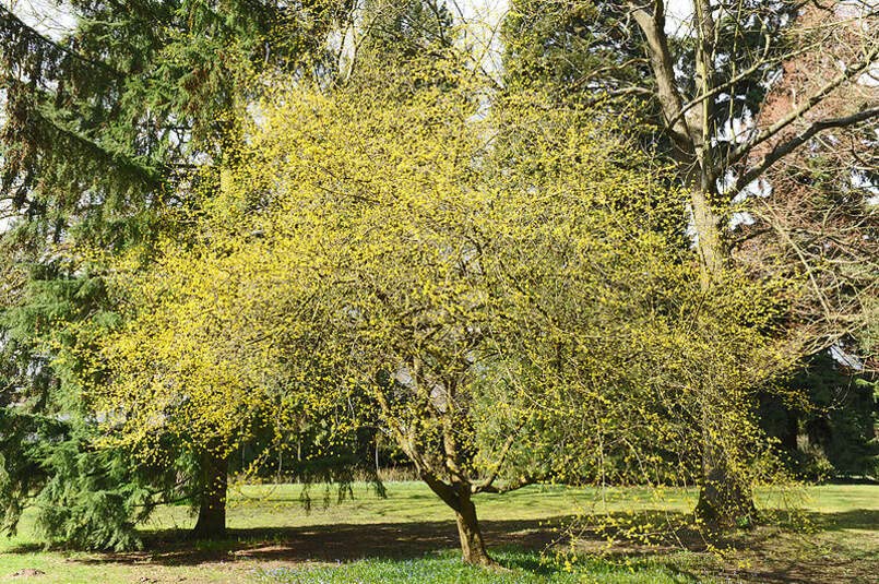 Cornelian Cherry Tree Seeds for Planting (30 Seeds) - Cornus mas