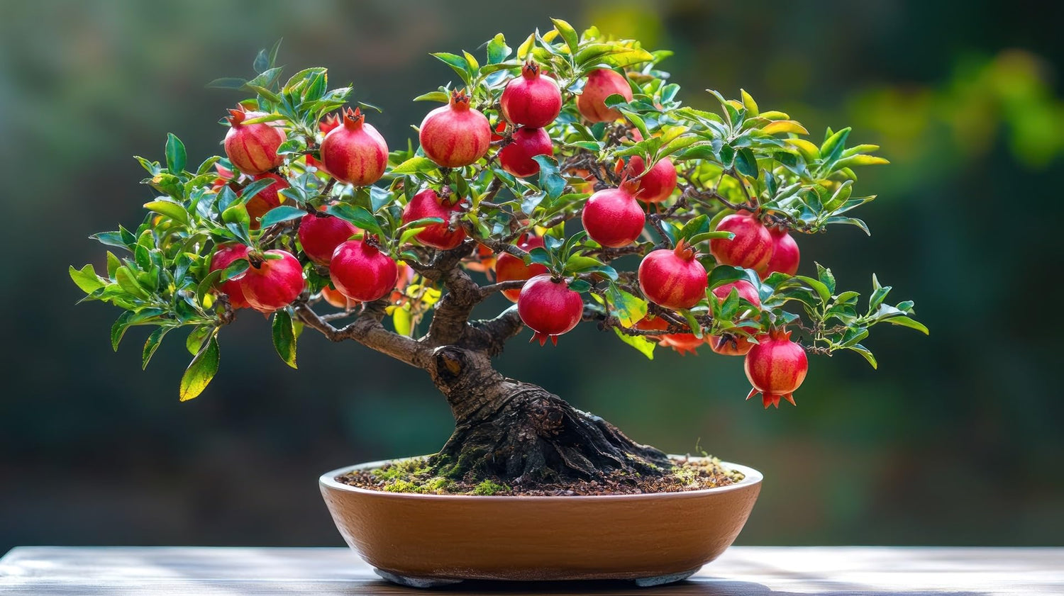 30 Red Pomegranate Bonsai Tree Seeds for Planting