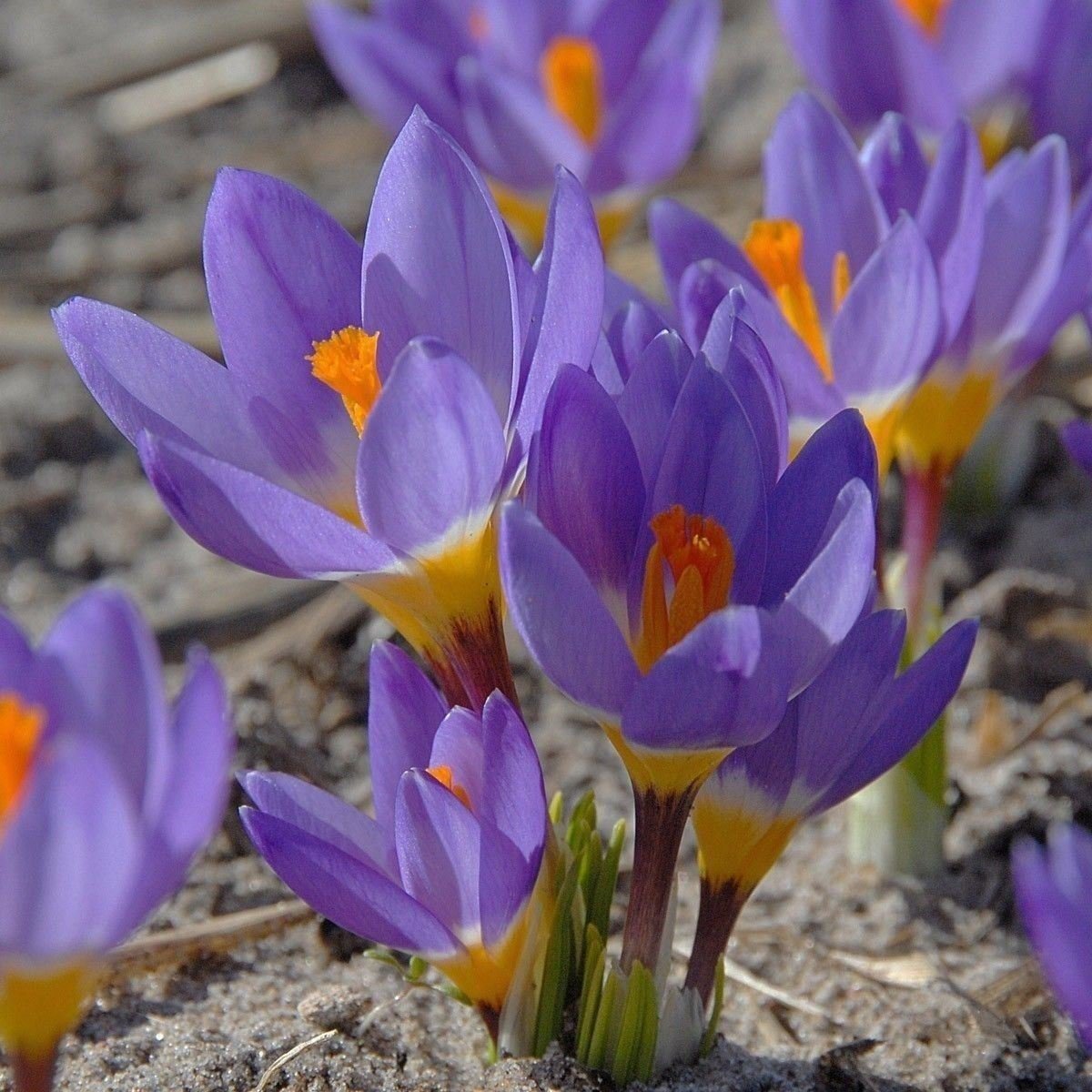 Crocus Bulbs " (bag of 100) Crocus Belb, Species Tricolor- bedding,Rock garden