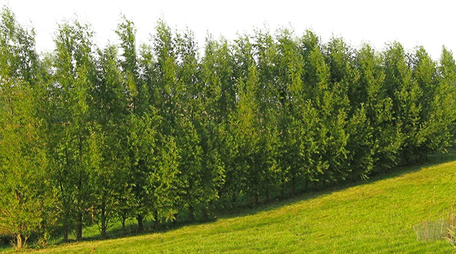 Hybrid Willow Tree Plants for Growing | Fast Privacy Hedge Row, Wind Block, Shade | Fast Growing - 12 Feet Per Year, Fast Growing Trees