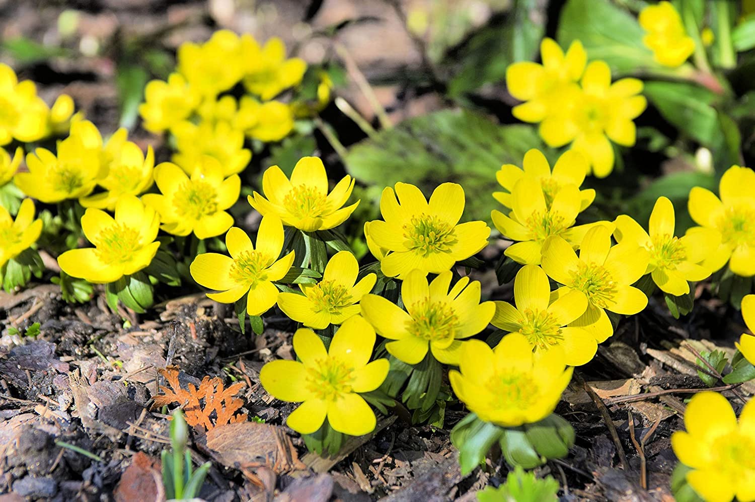 Winter Buttercup Bulbs for Planting - Eranthis Cilicica