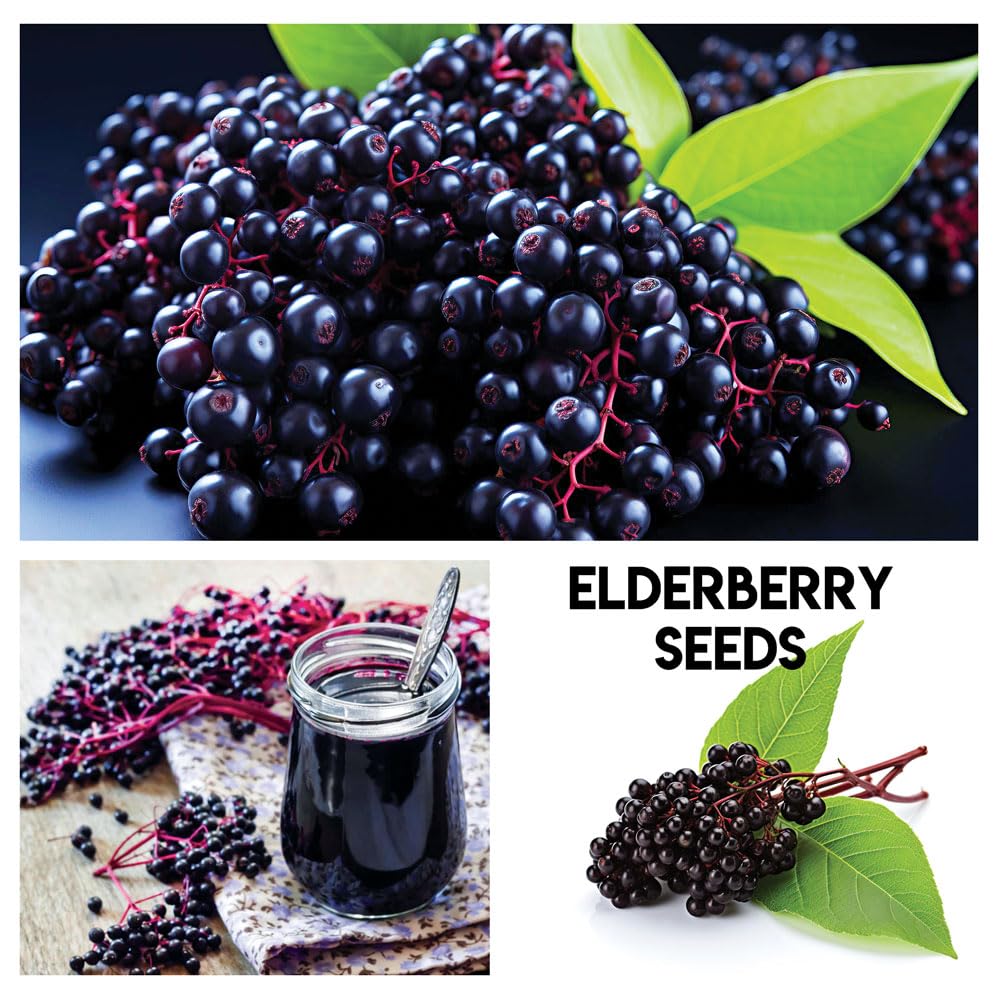 Fruit Garden Seeds Kit for Growing - Elderberry, Blueberry, Red Strawberry, White Strawberry, Raspberry, Mulberry. 100 Seeds of Each Fruit - Packaged Individually