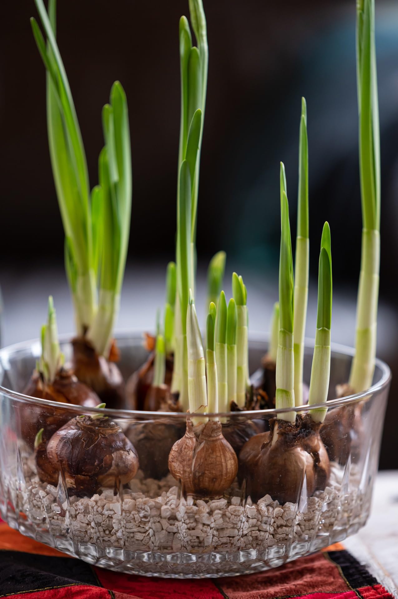 Prechilled Tulip Bulbs to Force Indoors - Grow in Just Water