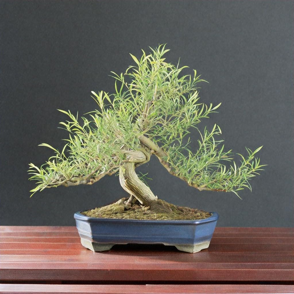 Little Leaf Willow Bonsai Tree Cutting to Grow - Arctic Willow, Salix Nana - Cuttings are Thin Like a Pencil