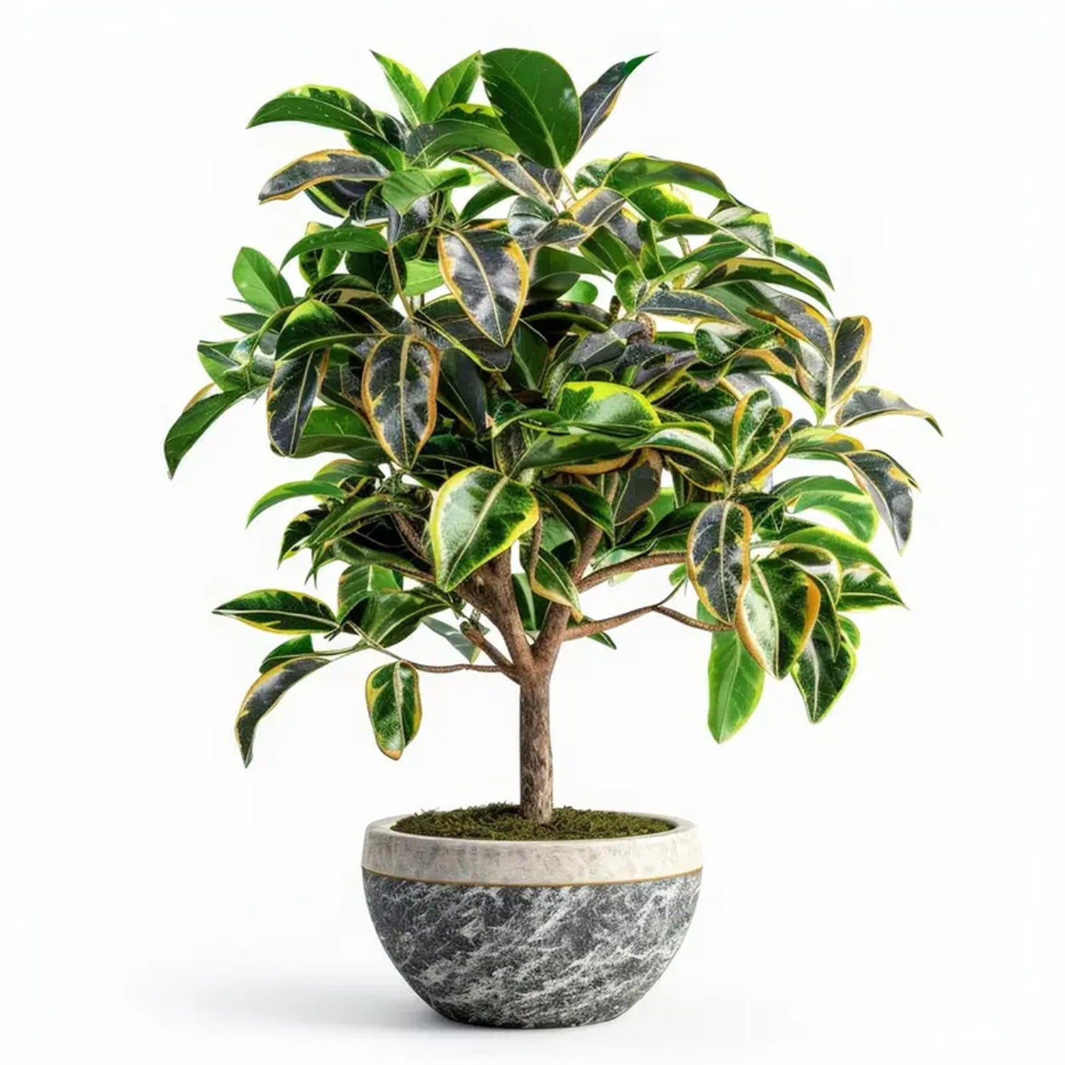 Peach Leaf Willow Bonsai Tree Cutting - Fast Growing