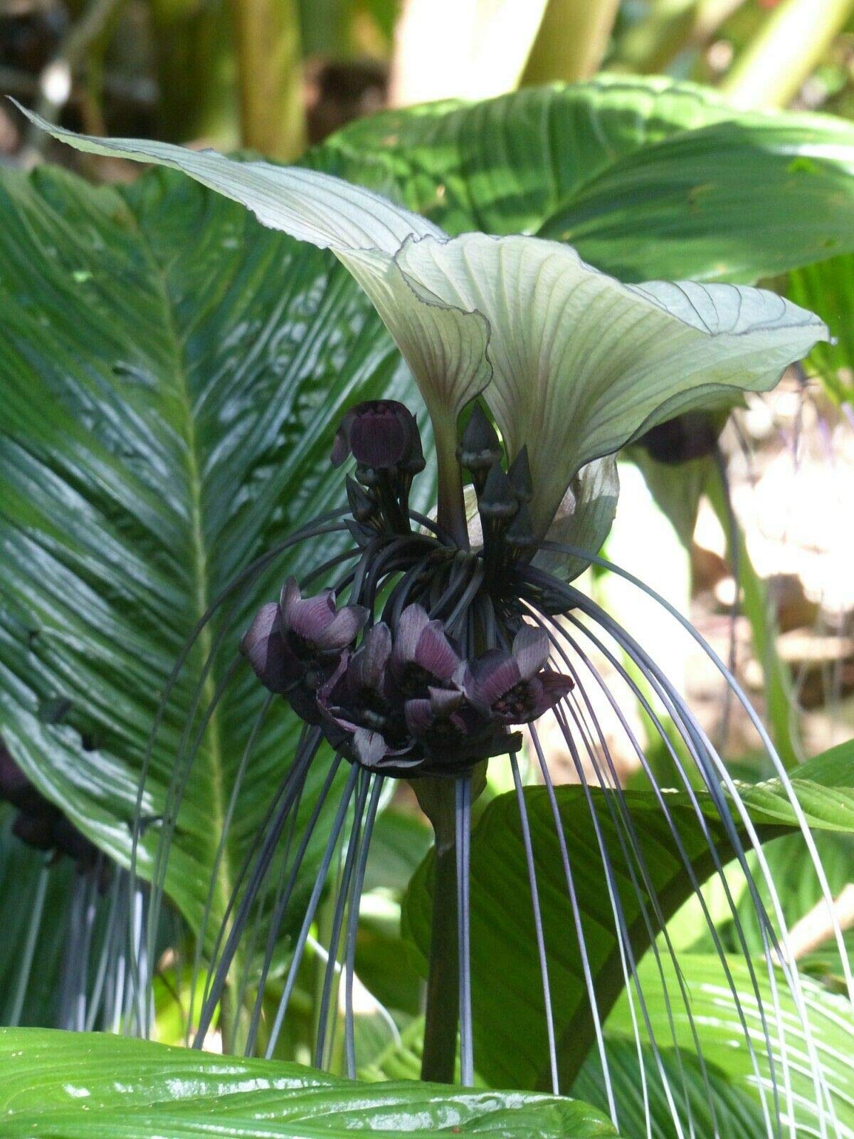 Tacca Integrifolia White Bat Flower Seeds Attracts Butterflies Rare Unique jocad (5 Seeds)