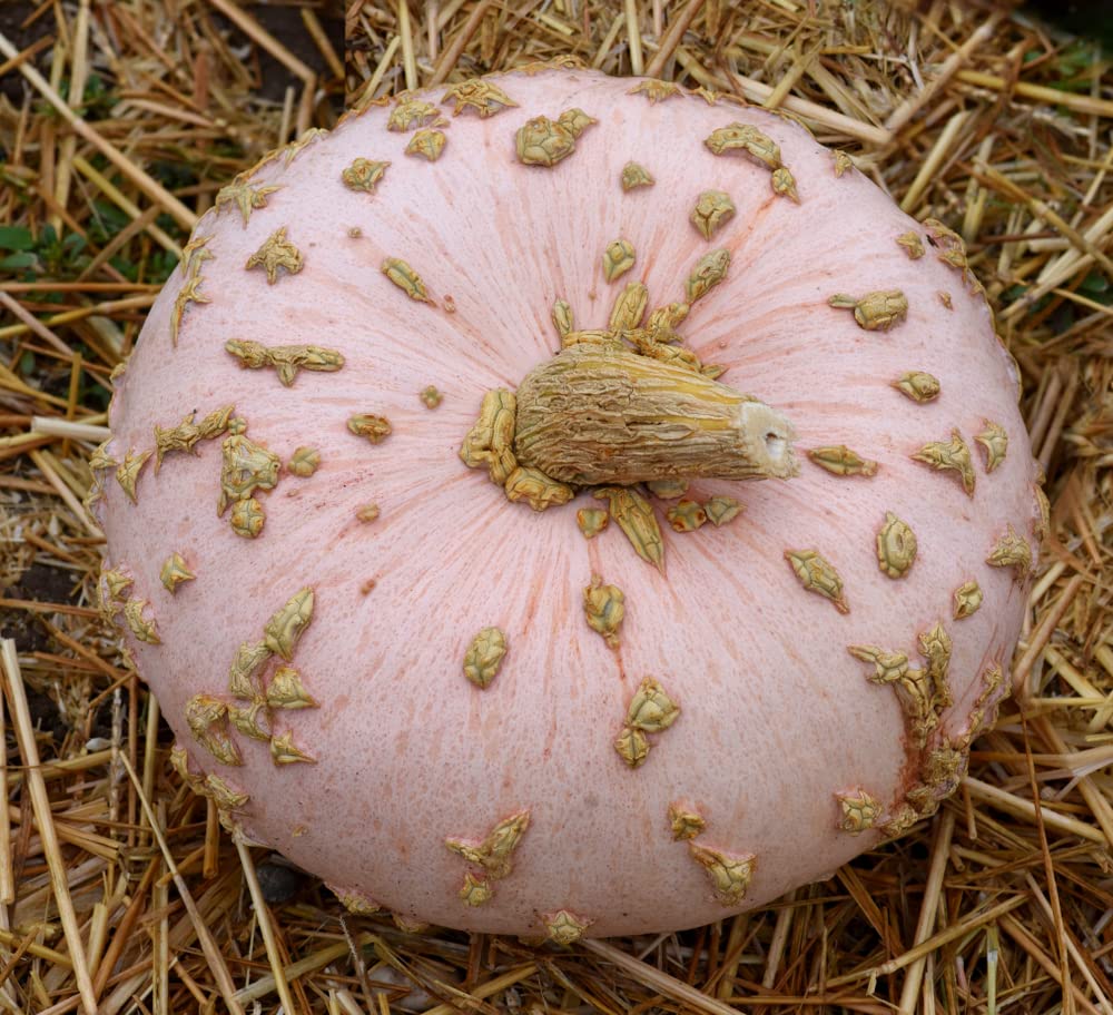 Peanut Pumpkin Seeds for Planting (10 Seeds) - Galeux d'Eysines Pumpkins