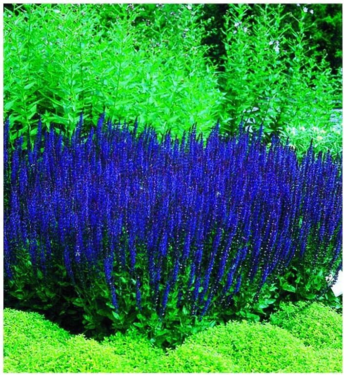 50 Blue Queen Salvia Seeds for Planting, Butterfly, Hummingbird, and Bee Friendly, Rich Deep Color