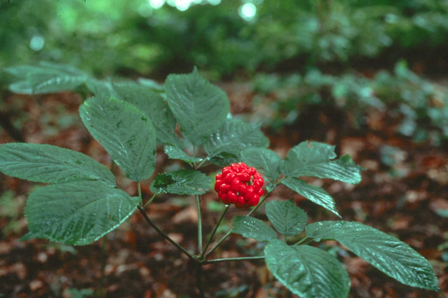 25+ Ginseng SEEDS Wild Stratified American Seeds Ready To Plant Now Grow Roots
