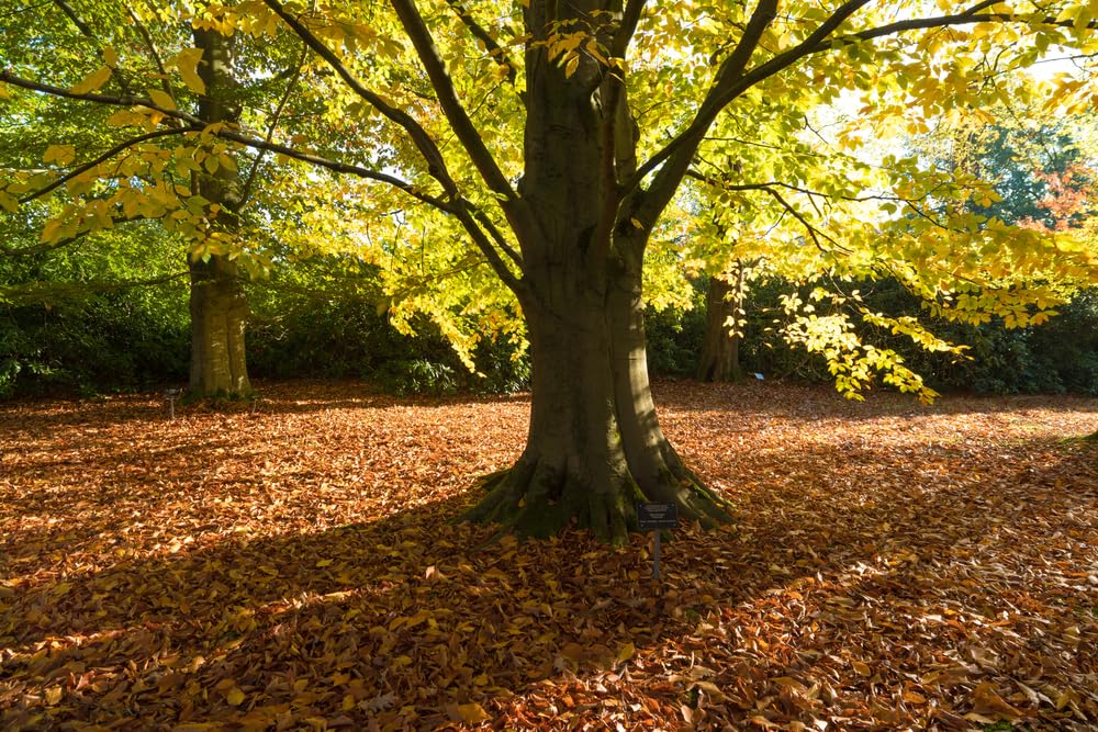 American Beech Tree Seedling for Planting - Attractive and Hardy Trees (1 Seedling)