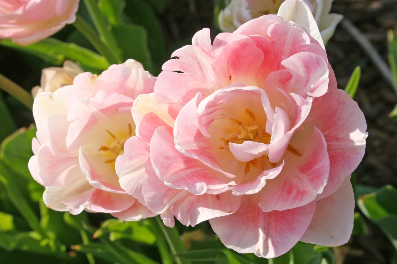 Pink Foxtrot Double Tulip Bulbs for Planting - Easy to Grow Perennial Tulips